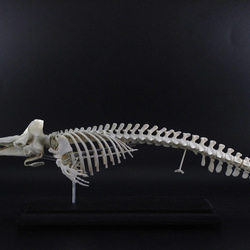 マッコウクジラ　縮小全身骨格レプリカ　Sperm whale 3枚目の画像