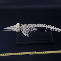 マッコウクジラ　縮小全身骨格レプリカ　Sperm whale 7枚目の画像