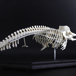 マッコウクジラ　縮小全身骨格レプリカ　Sperm whale 5枚目の画像