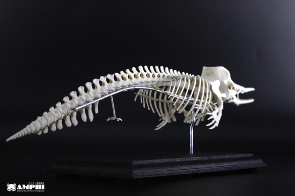 マッコウクジラ　縮小全身骨格レプリカ　Sperm whale 5枚目の画像