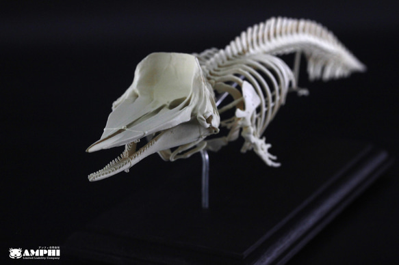 マッコウクジラ　縮小全身骨格レプリカ　Sperm whale 2枚目の画像