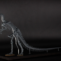 アロサウルス　縮小全身骨格レプリカ　Allosaurus 2枚目の画像