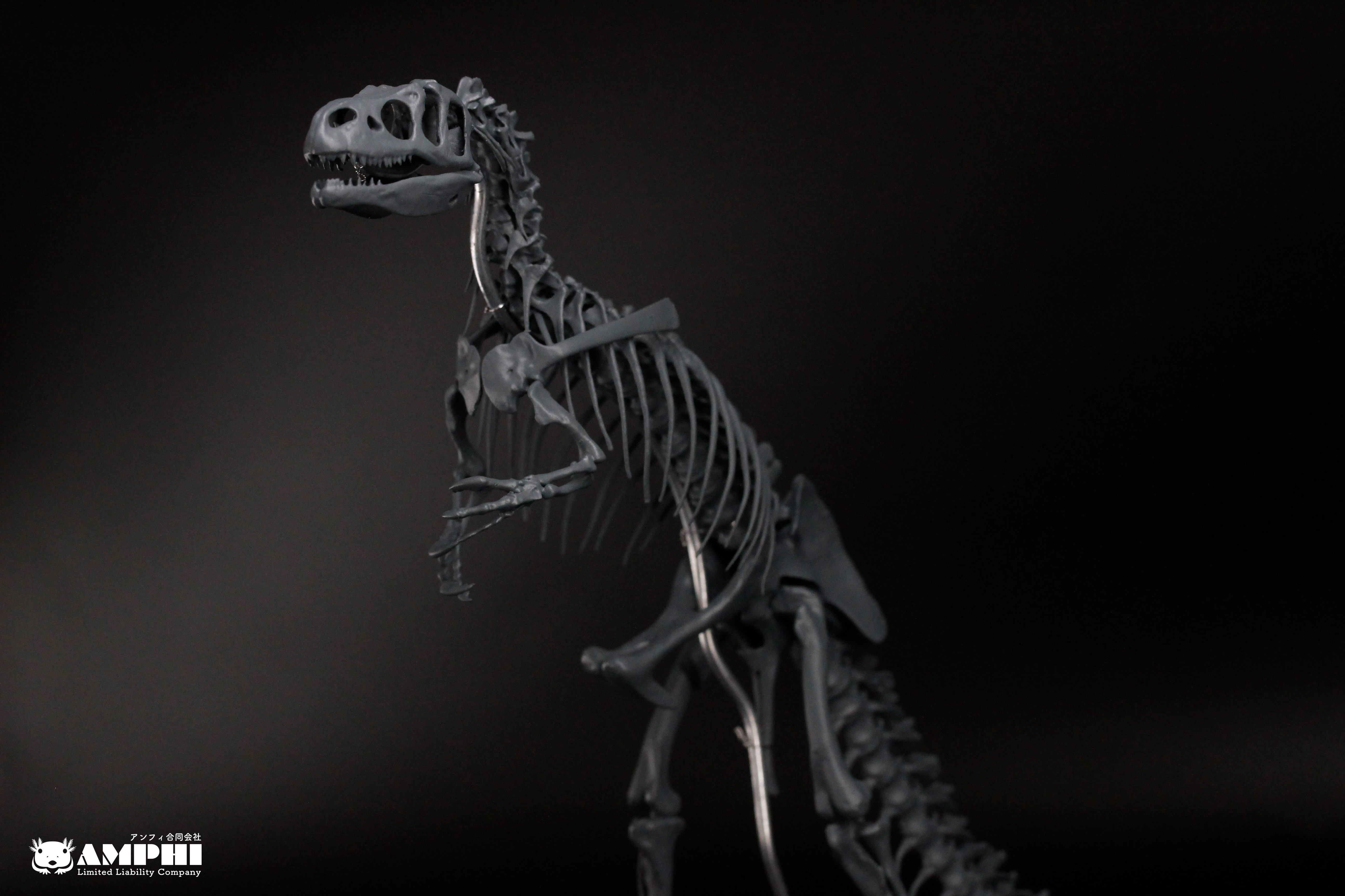 アロサウルス　縮小全身骨格レプリカ　Allosaurus