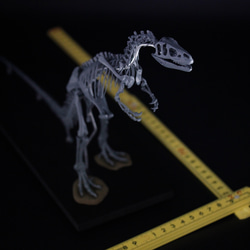 アロサウルス　縮小全身骨格レプリカ　Allosaurus 5枚目の画像
