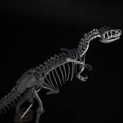 アロサウルス　縮小全身骨格レプリカ　Allosaurus 4枚目の画像