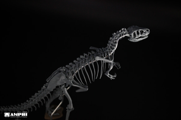 アロサウルス　縮小全身骨格レプリカ　Allosaurus 4枚目の画像