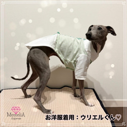 【小型犬用犬服】絵本の中の王子様？⭐︎スプリンググリーンの編み上げシャツ♡ 2枚目の画像