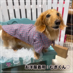 【ダックス用犬服】トリコロールチェックがとってもオシャレ⭐︎カジュアルチェックのタック入りシャツ&ワンピース 1枚目の画像