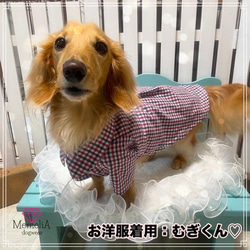 【ダックス用犬服】トリコロールチェックがとってもオシャレ⭐︎カジュアルチェックのタック入りシャツ&ワンピース 2枚目の画像