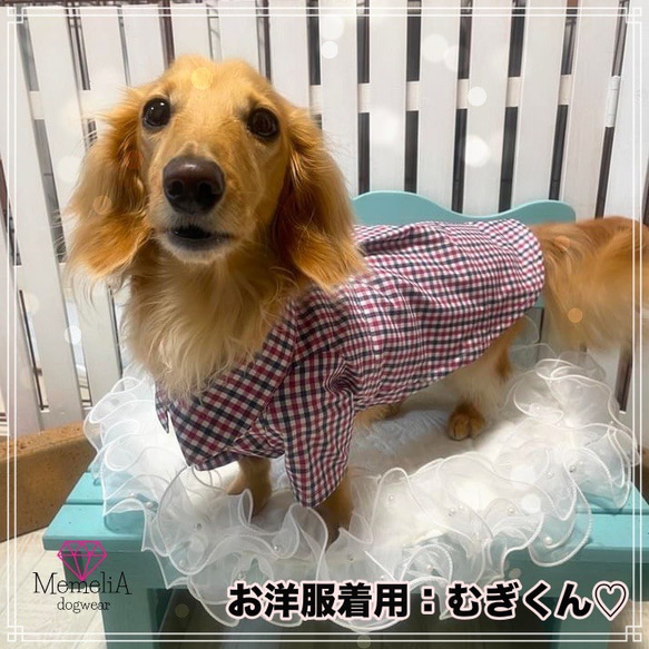 【ダックス用犬服】トリコロールチェックがとってもオシャレ⭐︎カジュアルチェックのタック入りシャツ&ワンピース 2枚目の画像