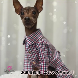 【ミニピン用犬服】トリコロールチェックがとってもオシャレ⭐︎カジュアルチェックのタック入りシャツ&ワンピース 1枚目の画像