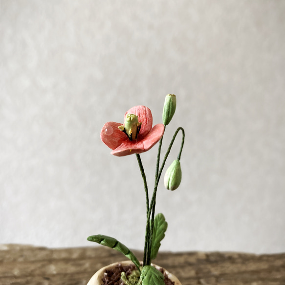 8657.bud 粘土の鉢植え ナガミヒナゲシ 5枚目の画像