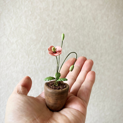 8658.bud 粘土の鉢植え ナガミヒナゲシ 6枚目の画像