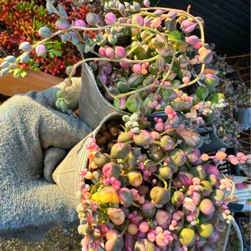 今季分ラスト❗️希少❗️ ピンク 斑入り グリーンネックレス