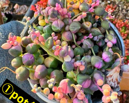 ef6f9d8ef2be809cac08cb9905f161