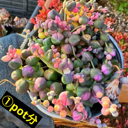 今季分ラスト❗️希少❗️ ピンク 斑入り グリーンネックレス