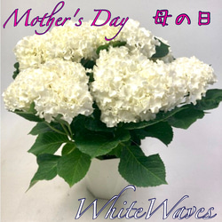母の日予約　アジサイ　ホワイトウェイブス　6号 高級品種　観葉植物 1枚目の画像