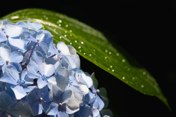 紫陽花 ポストカード 1枚目の画像