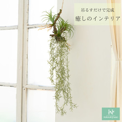 【送料込み】HANAYUKI フェイクグリーン 着生植物 アレンジメント 吊り下げ ハンギング 48cm 光触媒加工 4枚目の画像