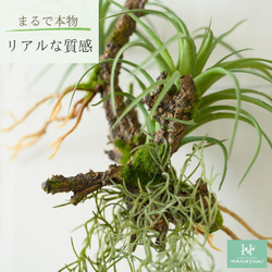 【送料込み】HANAYUKI フェイクグリーン 着生植物 アレンジメント 吊り下げ ハンギング 48cm 光触媒加工 2枚目の画像