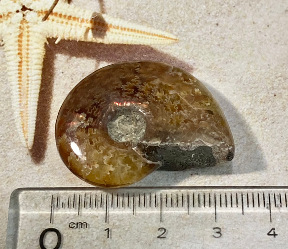 【希少】オパール　アンモナイト　レインボー　化石 アンモライト 5枚目の画像