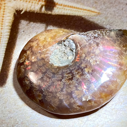 【希少】オパール　アンモナイト　レインボー　化石 アンモライト 1枚目の画像