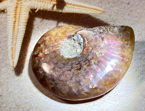 【希少】オパール　アンモナイト　レインボー　化石 アンモライト 1枚目の画像