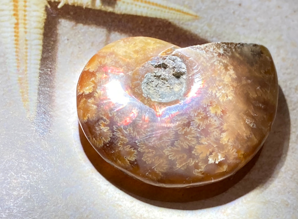 【希少】オパール　アンモナイト　レインボー　化石 アンモライト 2枚目の画像