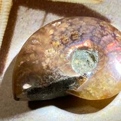【希少】オパール　アンモナイト　レインボー　化石 アンモライト 3枚目の画像