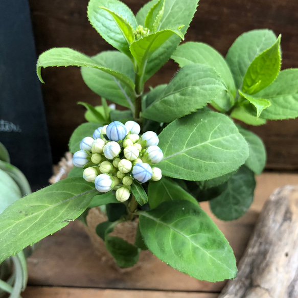 碧の瞳♡数量限定♡希少な常緑アジサイ♡あおのひとみ♡ガーデニング♡地植えに♡観葉植物 2枚目の画像