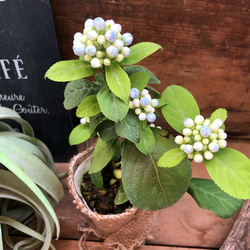 碧の瞳♡数量限定♡希少な常緑アジサイ♡あおのひとみ♡ガーデニング♡地植えに♡観葉植物 11枚目の画像