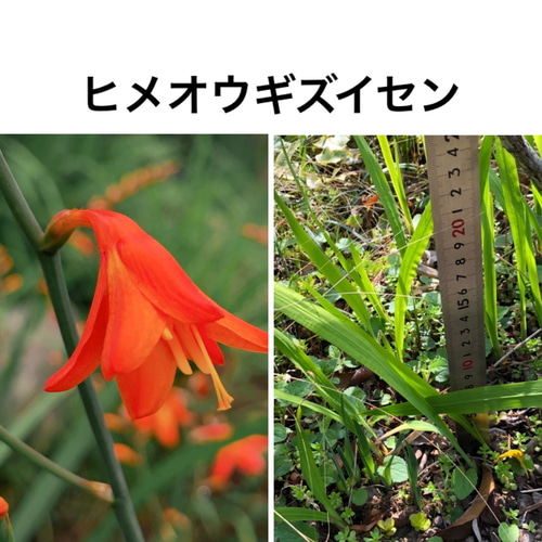 山野草　希少強健種　レギナエアツモリソウ　葉3芽株C 山野草 希少強健種 レギナエアツモリソウ 葉3芽株C 山野草 希少