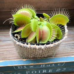 ハエトリ草♡大人気♡助かる♡食虫植物♡観葉植物♡インテリア 4枚目の画像