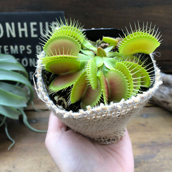 ハエトリ草♡大人気♡助かる♡食虫植物♡観葉植物♡インテリア 16枚目の画像