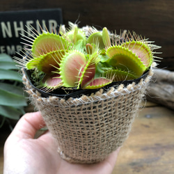 ハエトリ草♡大人気♡助かる♡食虫植物♡観葉植物♡インテリア 13枚目の画像