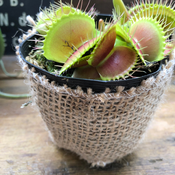 ハエトリ草♡大人気♡助かる♡食虫植物♡観葉植物♡インテリア 8枚目の画像