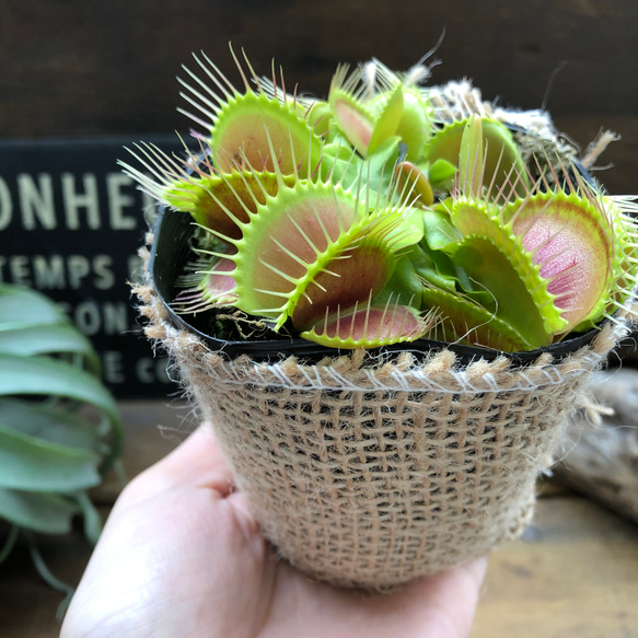 ハエトリ草♡大人気♡助かる♡食虫植物♡観葉植物♡インテリア 9枚目の画像