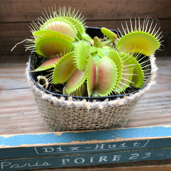 ハエトリ草♡大人気♡助かる♡食虫植物♡観葉植物♡インテリア 11枚目の画像