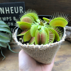 ハエトリ草♡大人気♡助かる♡食虫植物♡観葉植物♡インテリア 19枚目の画像