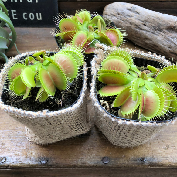 ハエトリ草♡大人気♡助かる♡食虫植物♡観葉植物♡インテリア 17枚目の画像