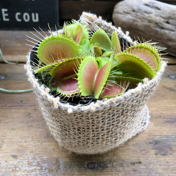 ハエトリ草♡大人気♡助かる♡食虫植物♡観葉植物♡インテリア 14枚目の画像