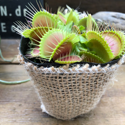 ハエトリ草♡大人気♡助かる♡食虫植物♡観葉植物♡インテリア 1枚目の画像