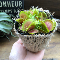 ハエトリ草♡大人気♡助かる♡食虫植物♡観葉植物♡インテリア 2枚目の画像