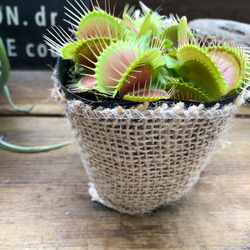 ハエトリ草♡大人気♡助かる♡食虫植物♡観葉植物♡インテリア 5枚目の画像