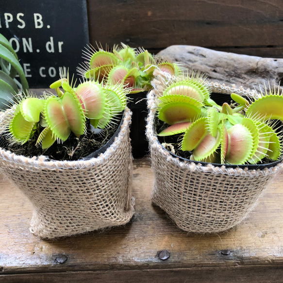 ハエトリ草♡大人気♡助かる♡食虫植物♡観葉植物♡インテリア 6枚目の画像