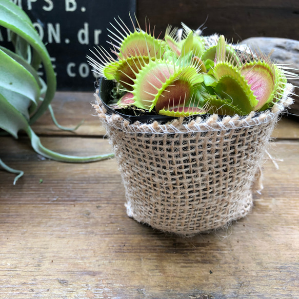 ハエトリ草♡大人気♡助かる♡食虫植物♡観葉植物♡インテリア 20枚目の画像