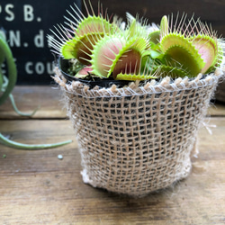 ハエトリ草♡大人気♡助かる♡食虫植物♡観葉植物♡インテリア 15枚目の画像