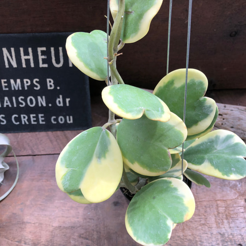 斑入り　ハート ホヤ　苗　ほや はーと　多肉/植物　山野草/フイリ 斑入り ハート ホヤ 苗 ほや はーと 多肉/植物 山野草/フイリ