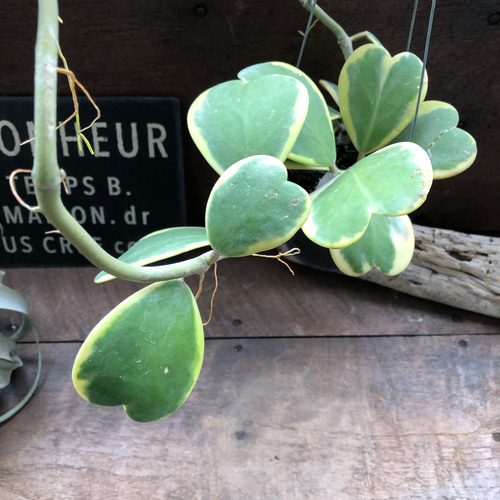 吊り下げ♡斑入りハートホヤ♡ラブラブハート♡多肉植物♡インテリア