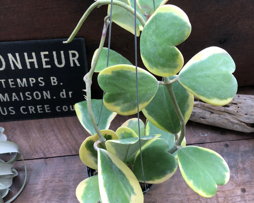 5b7acbf72b426a5453674637fe9cc7